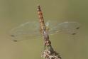 Trithemis annulata female-220167